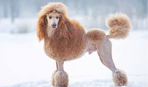 Find local poodle standard puppies for sale and dogs for adoption near you. Standard Poodle Facts And Information Petcoach