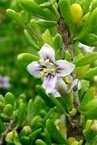 Image result for Dielsiothamnus divaricatus