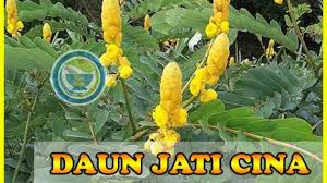 Dan konon katanya (*belum tentu kebenarannya) bisa membantu mencegah kenaikan berat badan seseorang jika ia minum teh. Efek Minum Teh Daun Jati Cina Saat Haid Pelangsing Alami