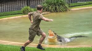Saltwater Crocodile (Crocodylus Porosus) - Sls Beachsafe