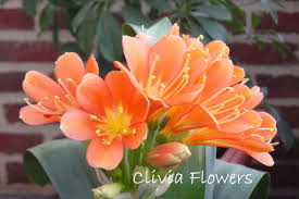 We did not find results for: Types Of Lily Flowers To Grow Indoors