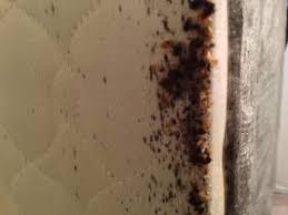 Reputable bed bug exterminator in the houston area. Houston S Bed Bug Exterminating Company Texas Bugs R Us Announces Tips On How To Prevent Bed Bug Infestation A Bed Bugs Infestation Best Pest Control Bed Bugs
