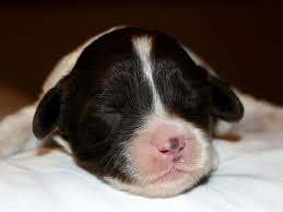 It's also free to list your available puppies and litters on our site. Labradoodle Breeder Alberta Puppy Heaven Labradoodles