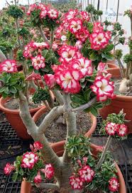 Image result for Adenium