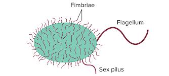 A network of protein filaments that reinforce the cell and hold all structures together. Prokaryote Structure Article Khan Academy