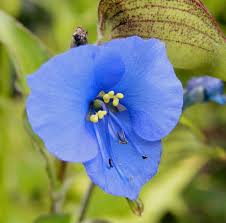 Image result for Commelina subulata
