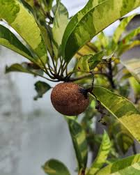 Image result for Manilkara zapota