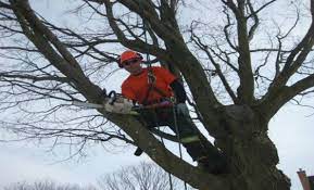 Mandarin Tree Service Removal Trimming Care Fl Free Bids City Tree Tree Service Mandarin Tree