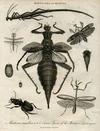 Scientificillustration Scientific Illustration Insect Art Fauna Illustration