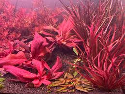 Image result for Samolus