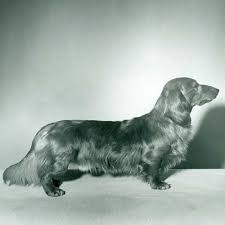 Give docson a json schema and it will generate a beautiful documentation. Dachshund Dog Breed Information