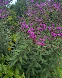 Image result for Vernonia myriantha