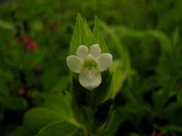 Image result for Asystasia mysorensis