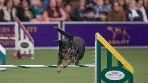The purpose of the show is to evaluate breeding stock, and winners are selected based on their. Cats At The Westminster Dog Show Sort Of In A First Wjla