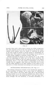 Image result for Porodisculus pendulus