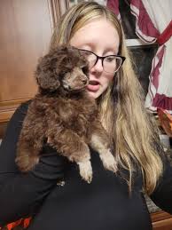 My puppy is missing from my great grandma's fence