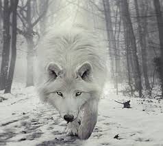 A Wolf A Lonely Animal That Is Always By His Self Dieren Dieren Mooi Schattige Dieren