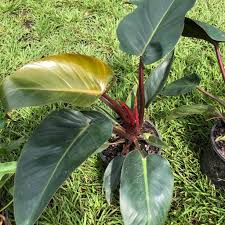 The Must Read White Knight Philodendron Care Guide Ipa