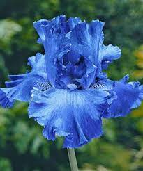 Cool Running Bearded Iris One Of My Favorite Flowers Iris Flowers Iris Garden Amazing Flowers