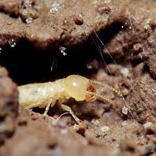 Since we are a family owned business, we'll. The Buzz Newsletter