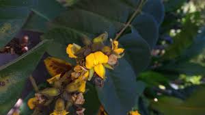 Image result for Centrolobium robustum