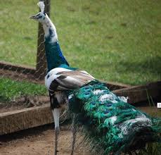 Emerald Pied Spalding Peacock Peafowl Beautiful Birds Pet Birds