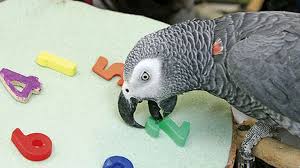 pin em ethos animal site