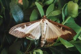 Pin Auf Buchsbaumzunsler