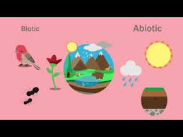 Biotic And Abiotic Factors In An Ecosystem Video Interactions Within An Ecosystem Including Biotic And Abiotic Factors Biology For All Fuseschool Youtube Abiotic Ecosystems Ecology