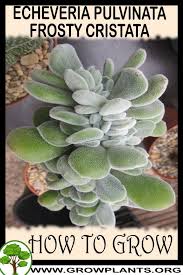 Echeveria pulvinata 'frosty' flowers in fall and winter, usually commencing at the ruth bancroft garden in late october or early november and ending in about february. How To Grow Echeveria Pulvinata Frosty Cristata Echeveria Pulvinata Echeveria Echeveria Succulent