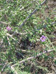 Image result for Lycium