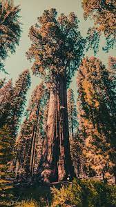 Check spelling or type a new query. California Redwoods 1080p 2k 4k 5k Hd Wallpapers Free Download Wallpaper Flare