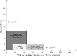 Image result for Panicum chambeshii