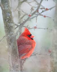 Bird Sitting On Window Sill Meaning Frosty Morning Pretty Birds Animals Beautiful Birds