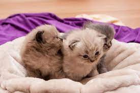 pixabay de ucretsiz goruntuler tatli kedi bebekler yavru kedi cute kittens yavru kediler kedi