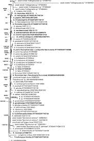 Image result for Euclasta condylotricha