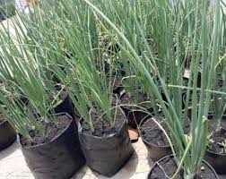 Untuk syarat dari pertumbuhan tanaman daun bawang ini agar memiliki hasil yang maksimal sebaiknya dilakukan sebagai berikut: Menanam Daun Bawang Belajar Agribisnis