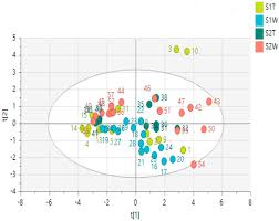 Image result for Helichrysum aureo-nitens