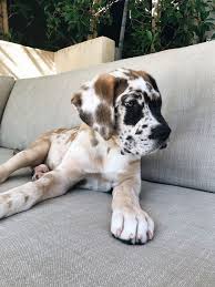 Dog Couch 2020 Sevimli Hayvan Yavrulari Sevimli Kopek Yavrulari Komik Hayvan