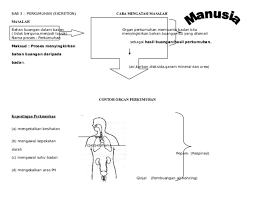 Gas yang kita hirup adalah gas oksigen sedangkan gas yang dibuang adalah gas karbondioksida. Doc Bab 3 Perkumuhan Excretion Contoh Organ Perkumuhan Gin Tania Academia Edu