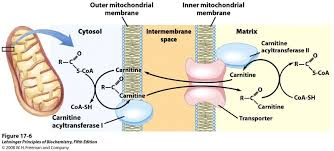 Oltre ad apportare preziosi micronutrienti, la carne rossa in particolare fornisce però anche svariati acidi grassi poco sani: La Carnitina Serve Per Dimagrire Ma Anche No Muscolarmente