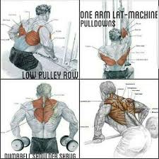 Once you exercise your biceps, focus on your triceps to round out the appearance of your arms. Great Map Of Back Muscle Exercises Back Muscle Exercises Back Muscle Pumping Iron