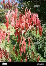 Image result for Pterolobium stellatum