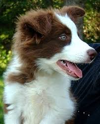 Black or yellow eyes are undesirable because they detract from the characteristic mild expression of the border collie. 45 Red Tri Border Collie Puppy L2sanpiero