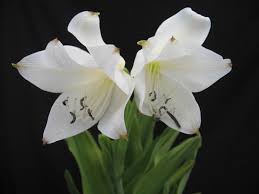 Image result for Crinum harmsii