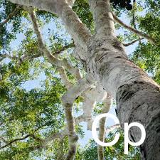Image result for Copaifera