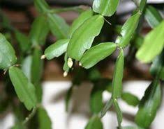 Within six weeks, the leaf should sprout roots about 1 inch long. 64 Christmas Cactus Ideas Christmas Cactus Cactus Cactus Care