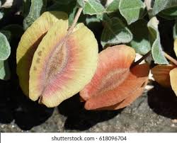 Image result for Combretum hereroense