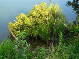 Image result for Hypericum revolutum