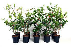 There are 41 miracle fruit tree for sale on etsy, and. Miracle Fruit Farm Llc Fresh Miracle Berries More Miami Fl